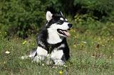 ALASKAN MALAMUTE 367